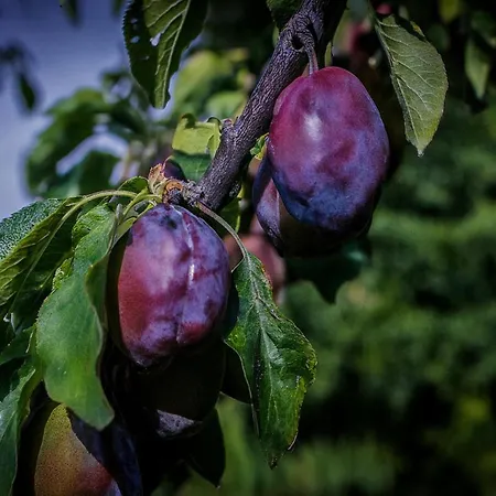 Langeland キャンプ場 Rudkøbing