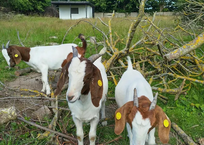 Langeland Campingplatz